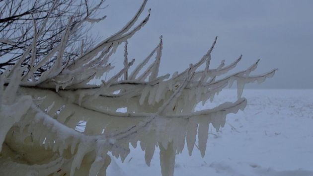 «Ледяное царство» возникло на Куршской косе