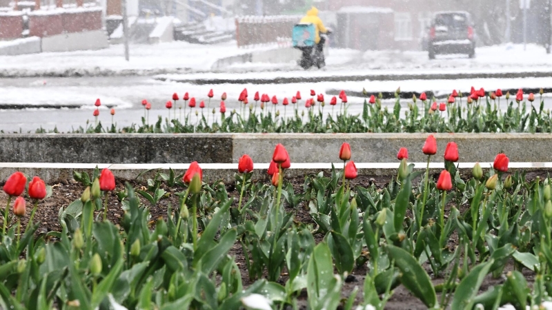 В Подмосковье ночью ударили 25-градусные морозы