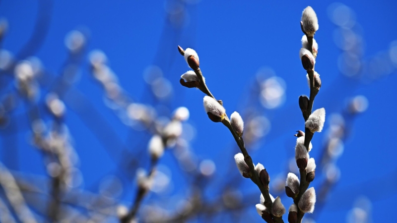 Синоптик рассказал о волнах холода в Москве в марте
