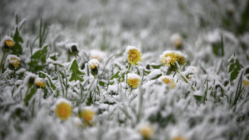 Синоптик предупредил о барической пиле в Москве на следующей неделе